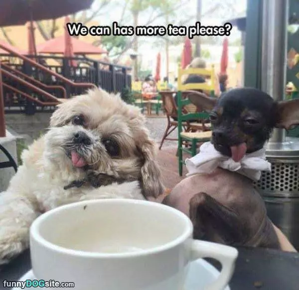 More Tea Please