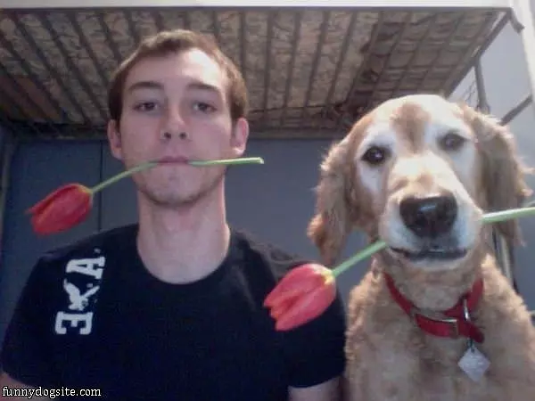 Roses For You