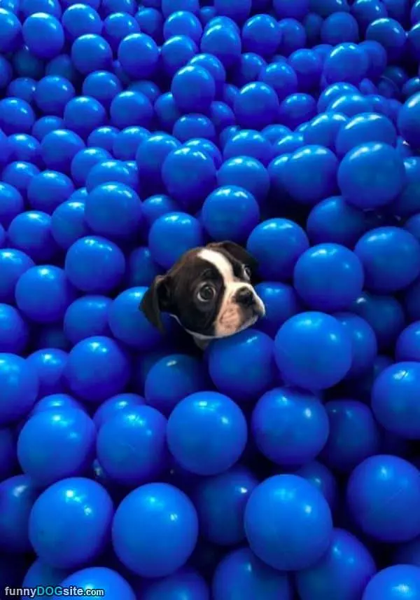 In The Ball Pit