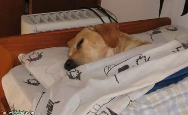Under The Blankets
