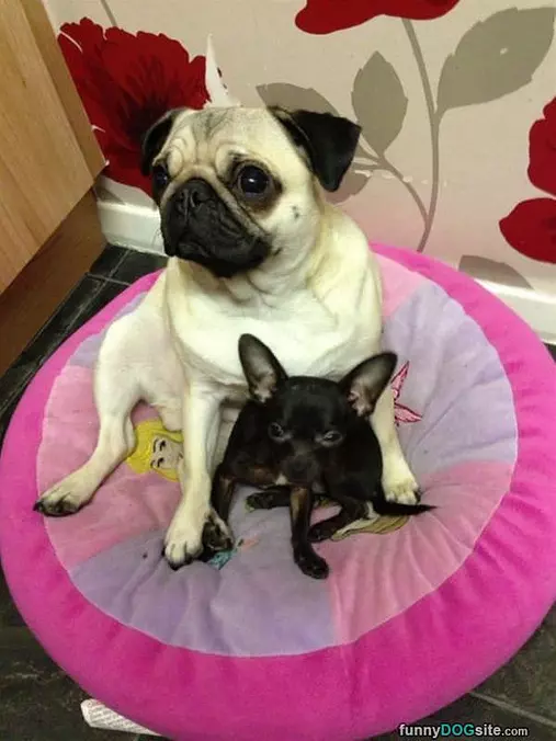 Big And Little
