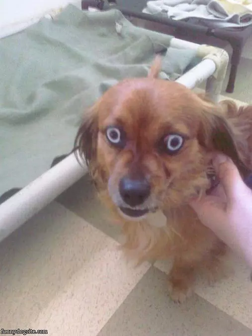 Buggy Eyes
