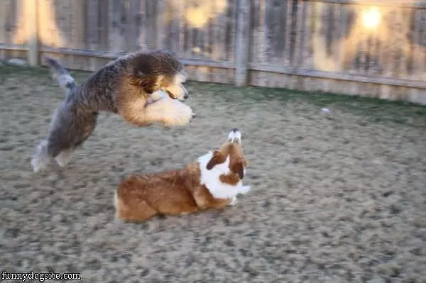 Dog Jump Attack