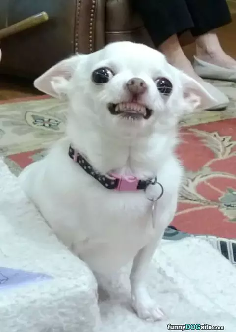 Big Huge Smiles