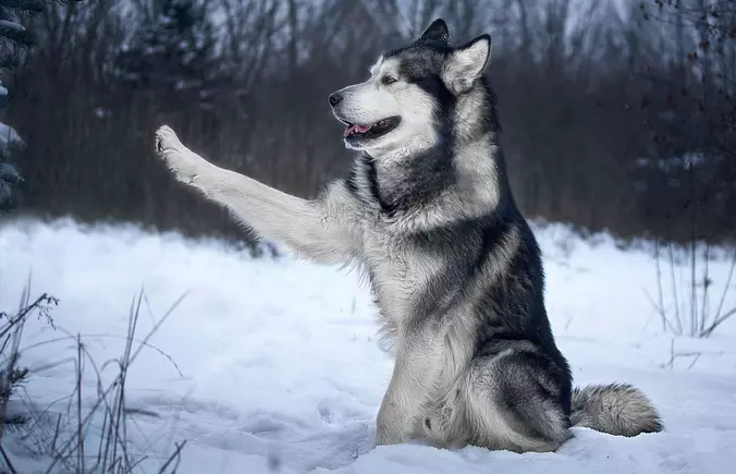 Funny Alaskan Malamute