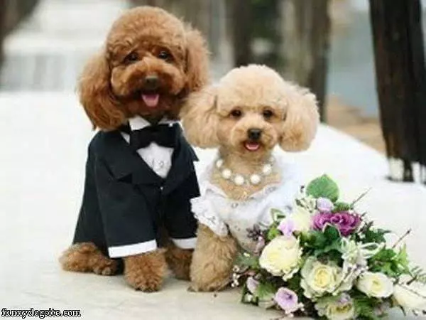 Ready For The Wedding