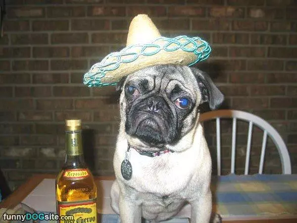 Cinco De Mayo 01