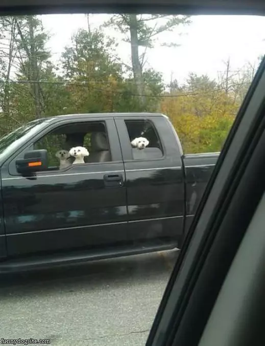 Dogs Taking Over