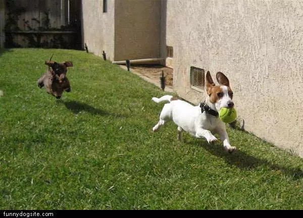 Running Ball Dog