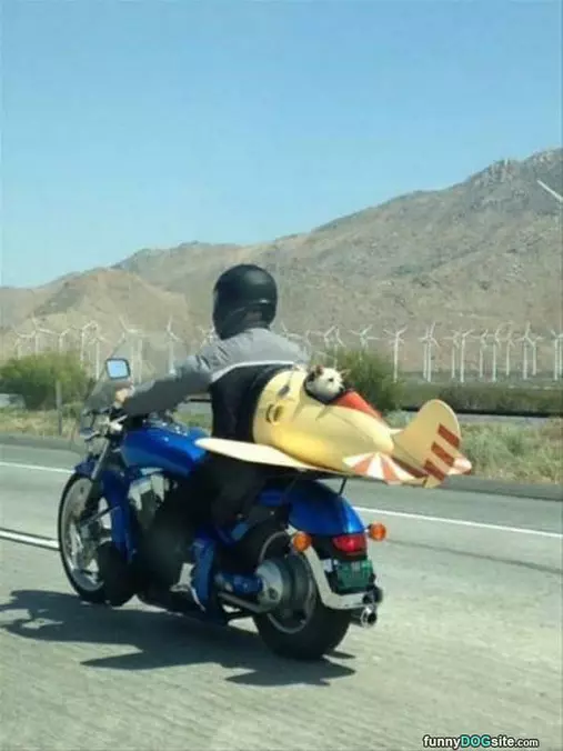 Taking My Puppy For A Ride