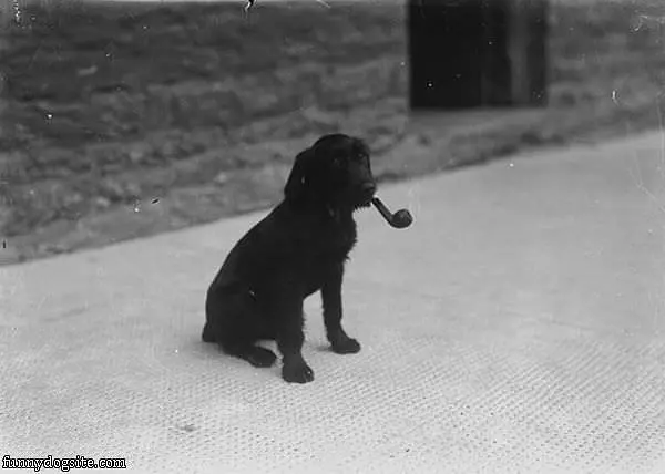 Enjoying A Nice Pipe