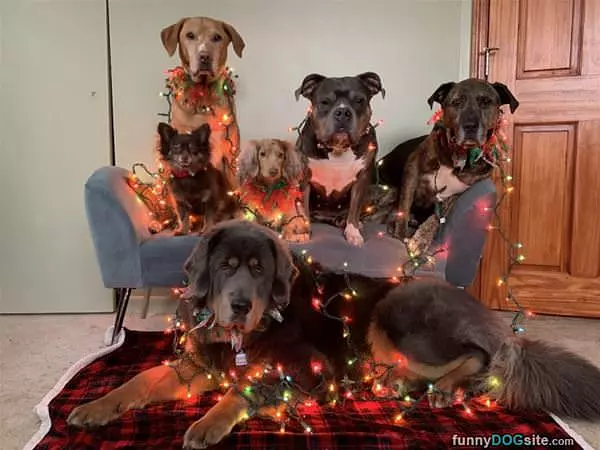 Wish You A Merry Christmas