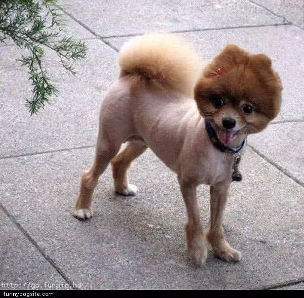 Nice Haircut