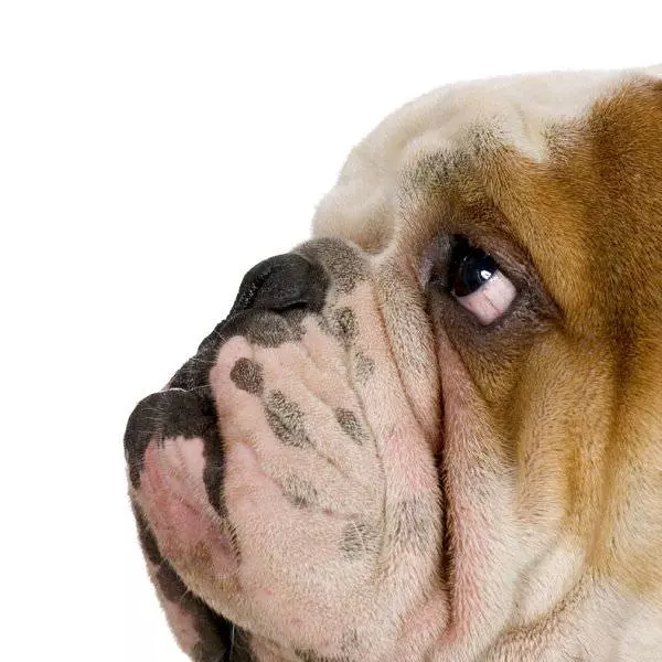 Pouting Dog