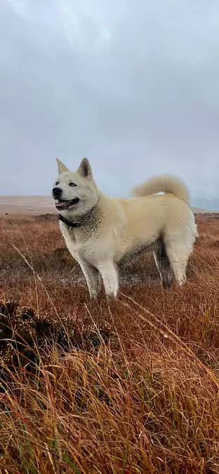 Akita Inu