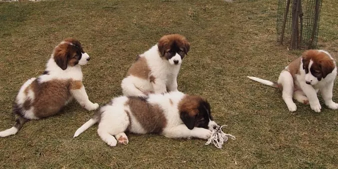 Tornjak puppies