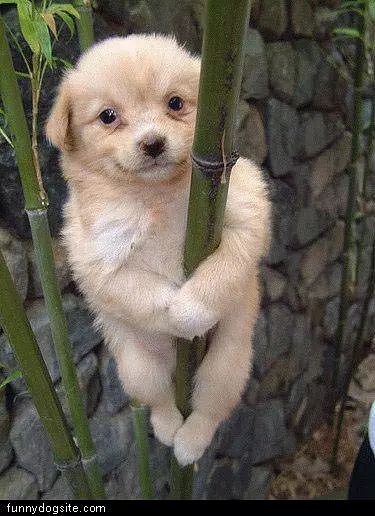 Climber