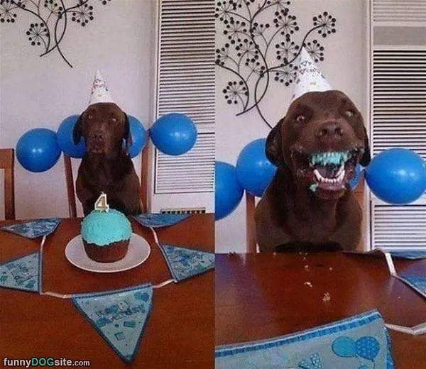 I Really Love Birthdays