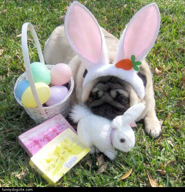 Easter Pug