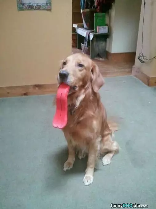 Dog Ball