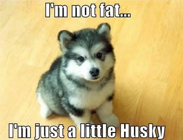 Not Fat