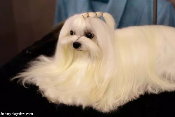 Mop Dog