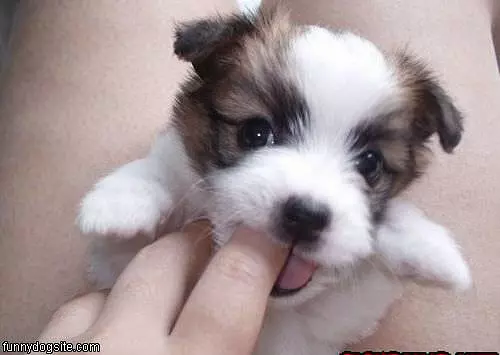 Nom