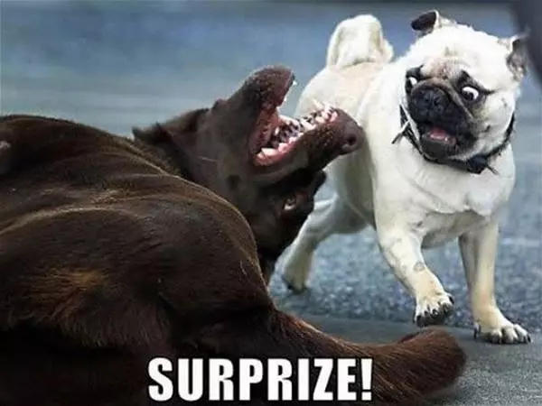 Surprize