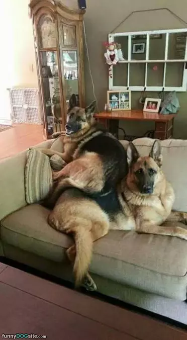 Couple Of Dogs Chillin