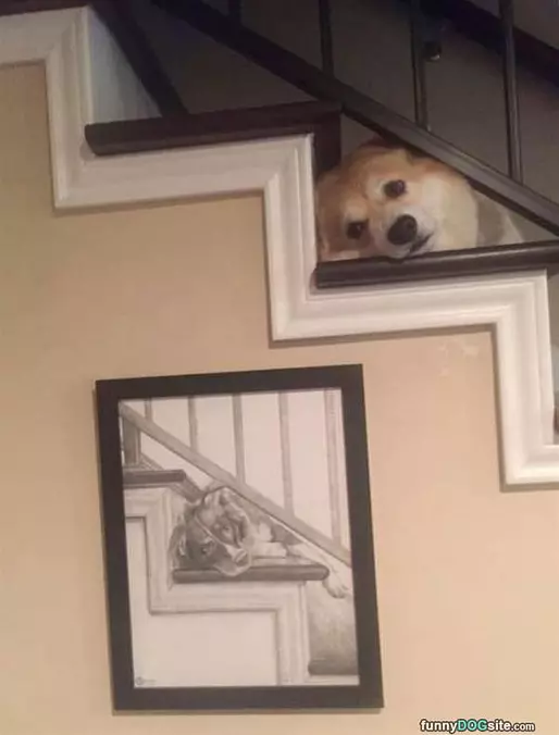 My Dogs Favorite Spot