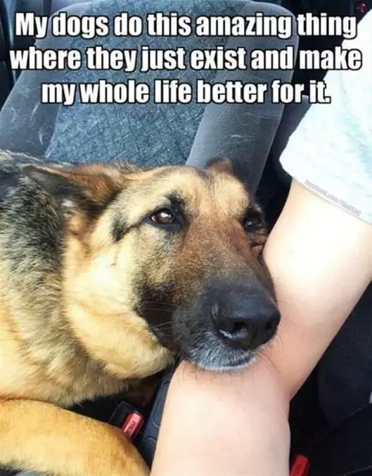 Dogs Are Amazing