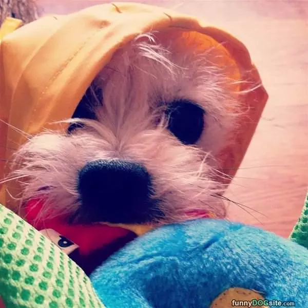 Snack Please