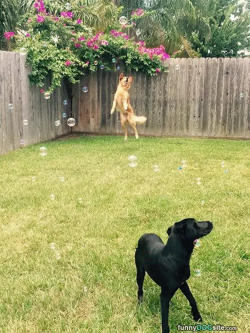 Bubbles Make Me Happy
