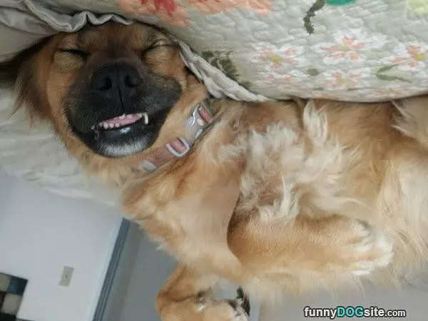 Sweetest Dreams Ever