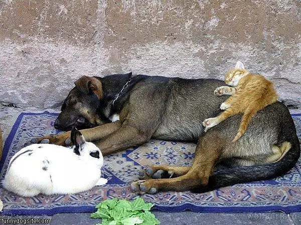 Nice Bed
