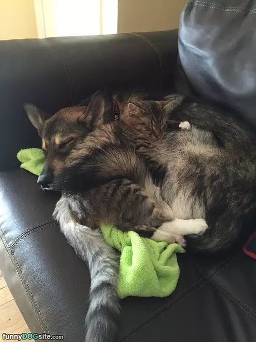 The Best Bed In The House