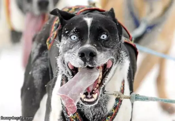 The Dog Loves The Snow