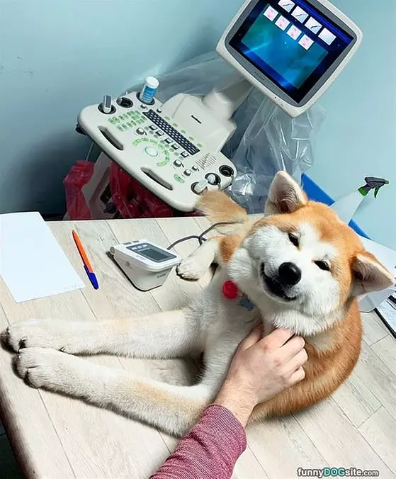 Pet Me
