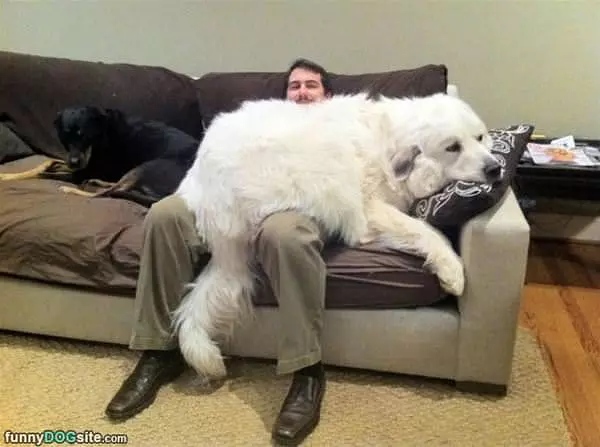 Little Lap Dogs