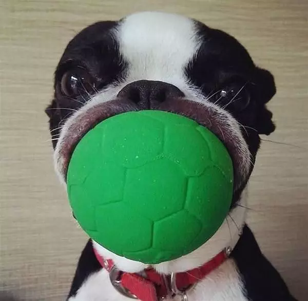 I Am Very Good At Fetch
