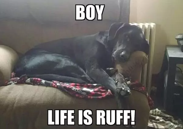 Life Is Ruff