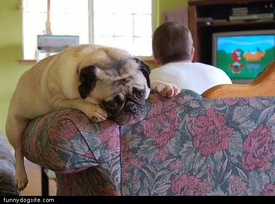 Sad Pug