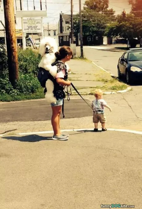 Backpacking Dog