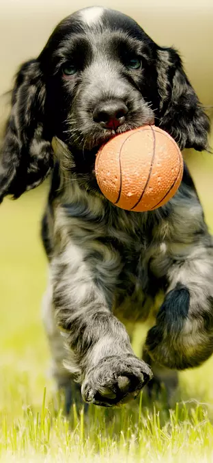 English Cocker Spaniel