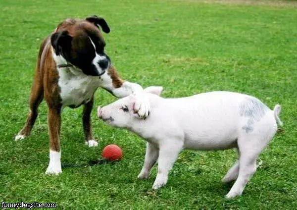 Its Ok Piggy