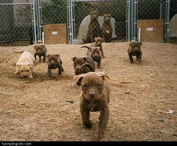 Army Of Puppies