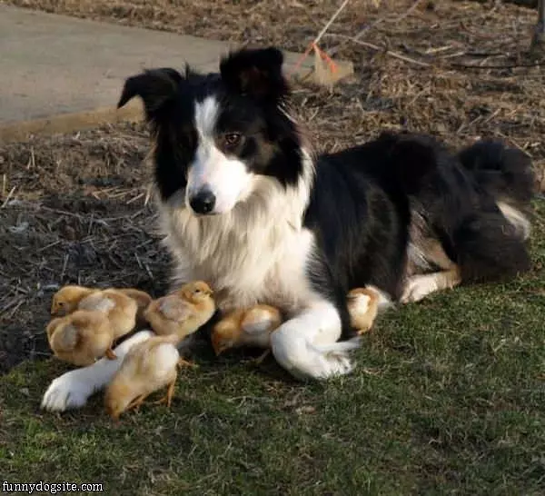 Hanging Out With All These Chicks