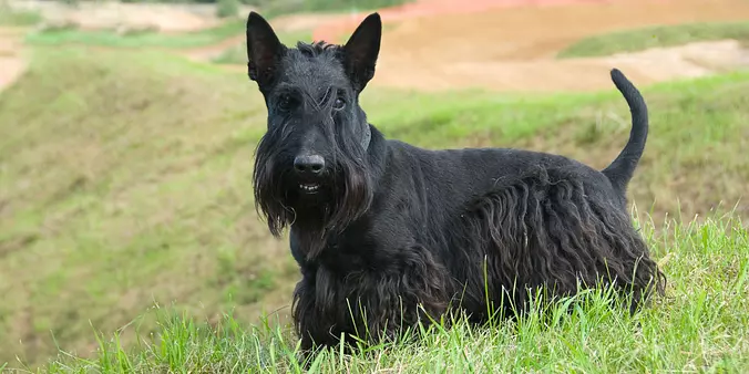 Scottish Terrier