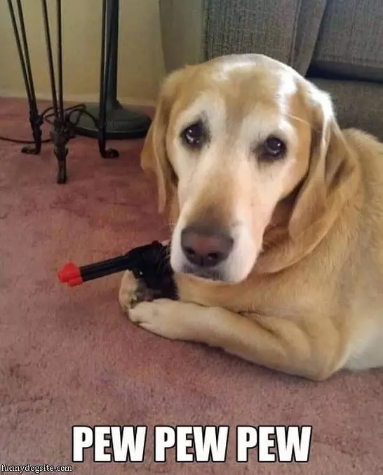 The Gun Dog
