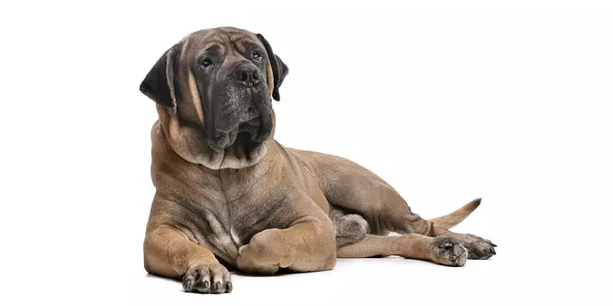 boerboel